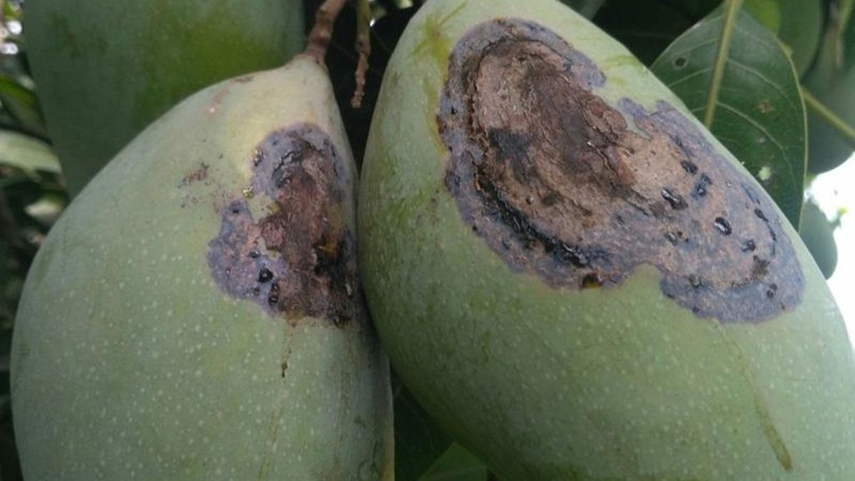 Latencia en patógenos poscosecha ¿Inhibición metabólica o resistencia inmunitaria del fruto inmaduro.jpg